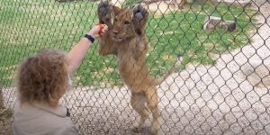 Lion cubs’ training triumph