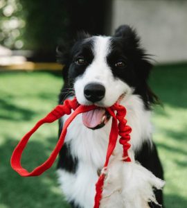 Animal lovers don’t miss this event