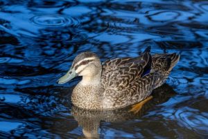 Hunters rejoice and reload