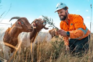 Goats join the workforce to tackle weeds