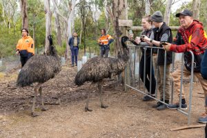 New emus at La Trobe
