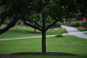 Shelter and size needed