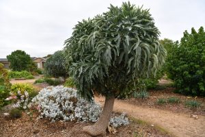 Melton’s best kept secret garden?