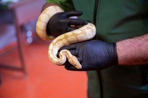 Call to surrender illegal pets