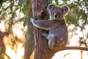 Help save koalas in September