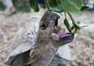 Shelled athletes race for gold
