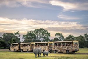 Sunset safari returns to the Savannah