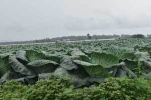 Vertical farming coming to Melbourne