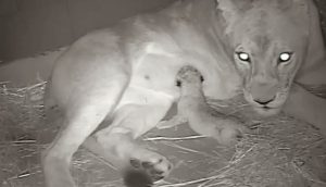 Zoo mourns death of lion cub