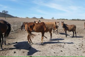 RSPCA warns of Victoria’s horse crisis