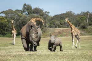 Make a dash to see the crash