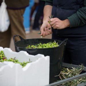 Liquid gold: Whittlesea festival to turn local olives into communal oil