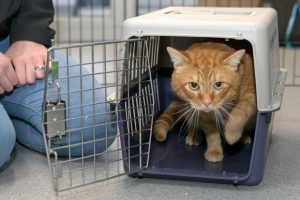 New program offers free care for stray cats
