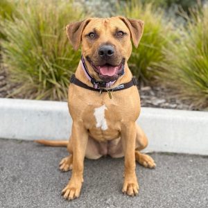 Jessie’s heartbreaking winter rescue