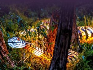 Donnybrook’s dazzling night of light