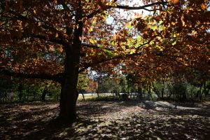 Ranger roles available across the state