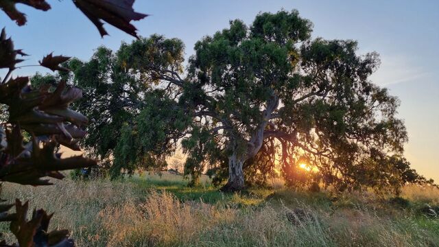 Whittlesea’s favourite tree competition returns