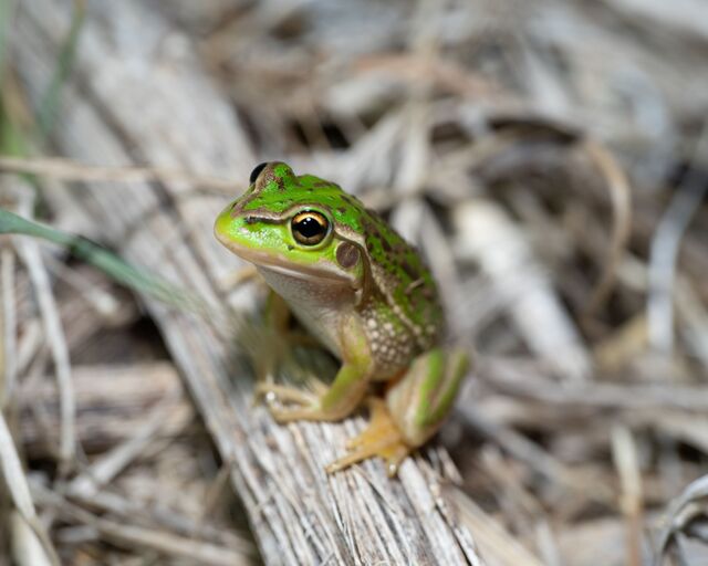 Growler returns to swamp