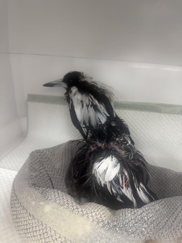 Wildlife rescuers save magpies stuck in a glue spill