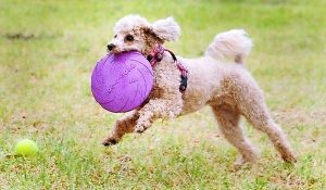 New parks planned to let dogs run free in Hume