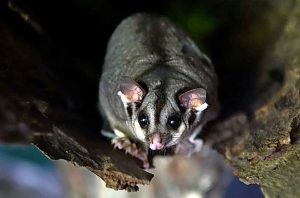 Northern community calendar, August 8. 2017