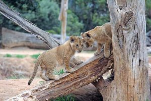 Give a cub a good name