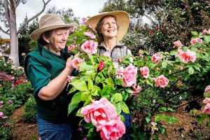 Celebrate 20 years of the Alister Clark Memorial Rose Garden