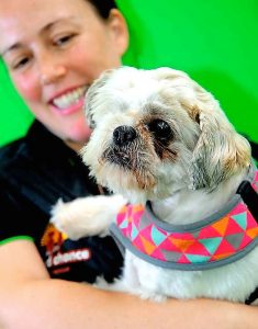 Lifetime registration tags planned for Hume pets