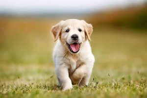 Whittlesea and Hume community calendar